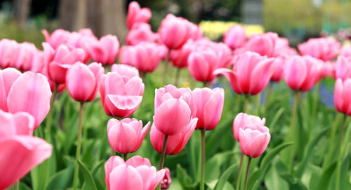 Close-up of pink tulips