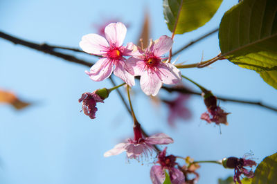 Close-up of pink cherry blossoms blooming against sky