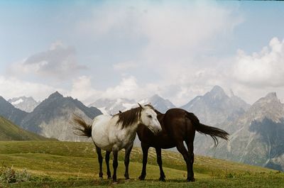 Horses on a field