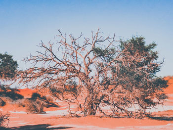 Bare tree on snow covered land against sky