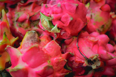 Close-up of pink roses