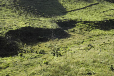 Scenic view of grassy field