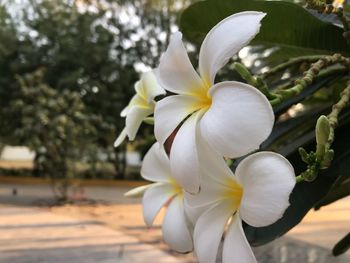 Close-up of white flowers blooming on tree