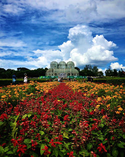 Red flowering plants on field against sky