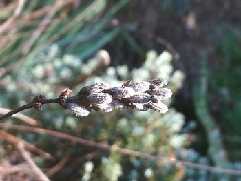 Close-up of spider on web