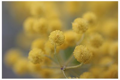 Close-up of flower bud