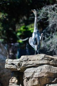 Bird perching on rock