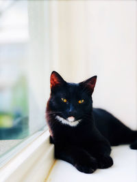 Portrait of black cat