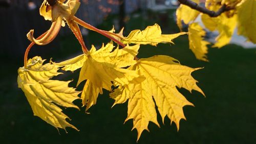 Close-up of yellow flowers