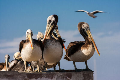 Pelicans perching against sky