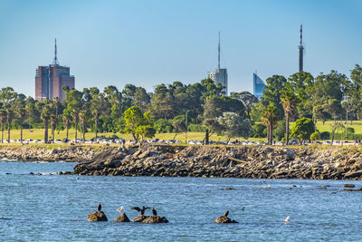 View of birds in water