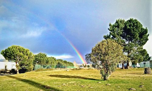 Trees on field against rainbow in sky