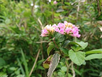 Close-up of pink flowering plant