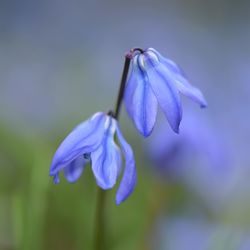 Close-up of purple blue flower