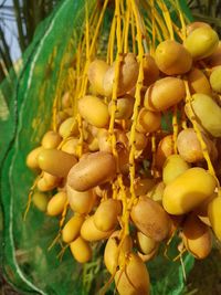 Close-up of fruits on tree