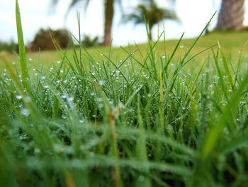 Close-up of wet grass during rainy season