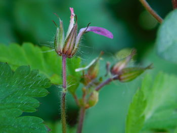 Close-up of insect on plant