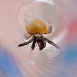 Close-up of hermit crab in glass