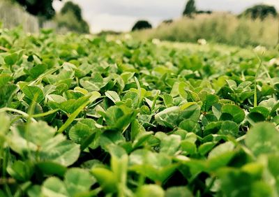 Close-up of plants against sky