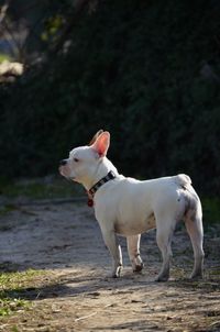 White dog standing on field