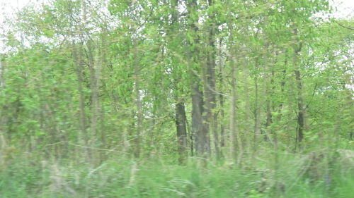 View of trees in forest