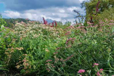 Flowering plants on field against sky