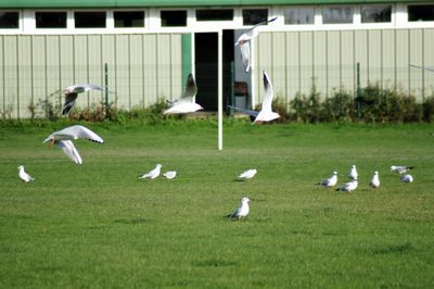 Seagulls flying in the grass