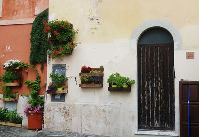 Potted plants on shelves outside house