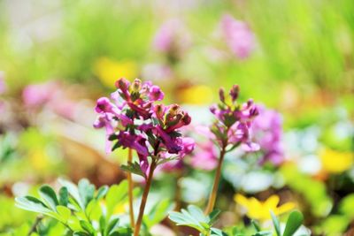 Close-up of pink flowering plant