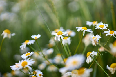 Close-up of white daisy flowers on field