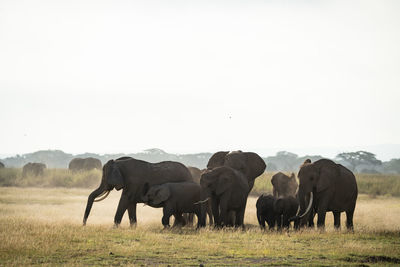 Elephants drinking water