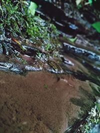 Close-up of moss growing on water