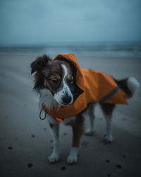 Dog standing on beach with clothes