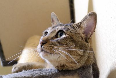 Low angle view of cat looking away