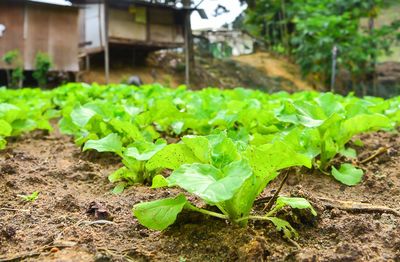 Close-up of fresh green plants