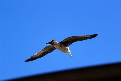 Low angle view of eagle flying against clear blue sky