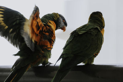 Two rainbow lorikeets one with open wings