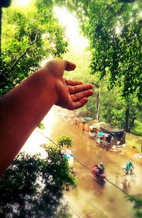 Close-up of hand holding plants against trees