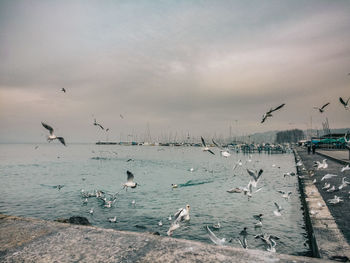 Birds flying over sea against sky