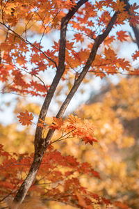 Low angle view of tree