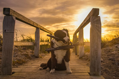 View of dog on field against sky during sunset