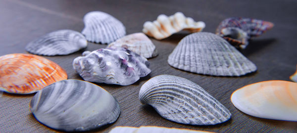 Close-up of shells on table