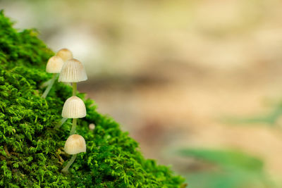 Close-up of mushrooms growing on tree