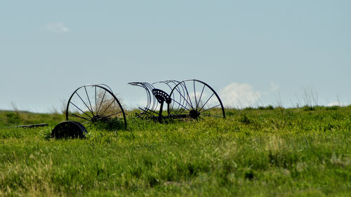 grass