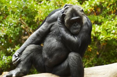 Close-up of chimpanzee sitting on tree