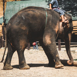 Low section of man standing on elephant