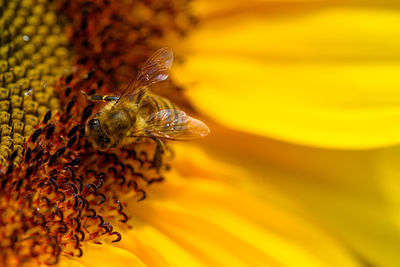 Close-up of bee pollinating on sunflower