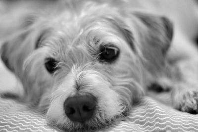 Close-up of a dog