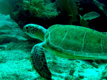 Turtle swimming in sea