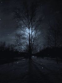 Bare trees against sky at night